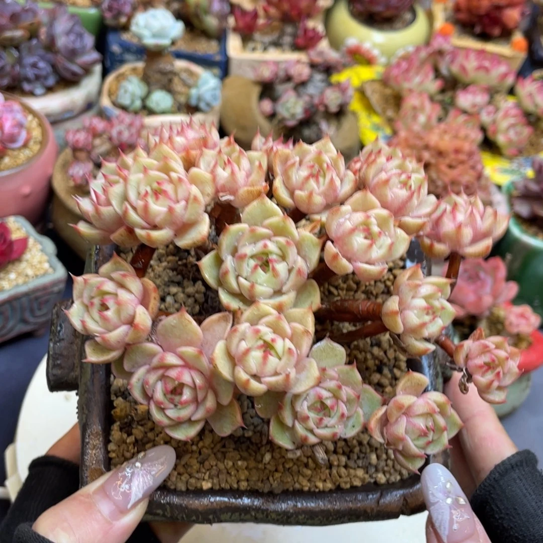 本巴蒂斯整装无砍