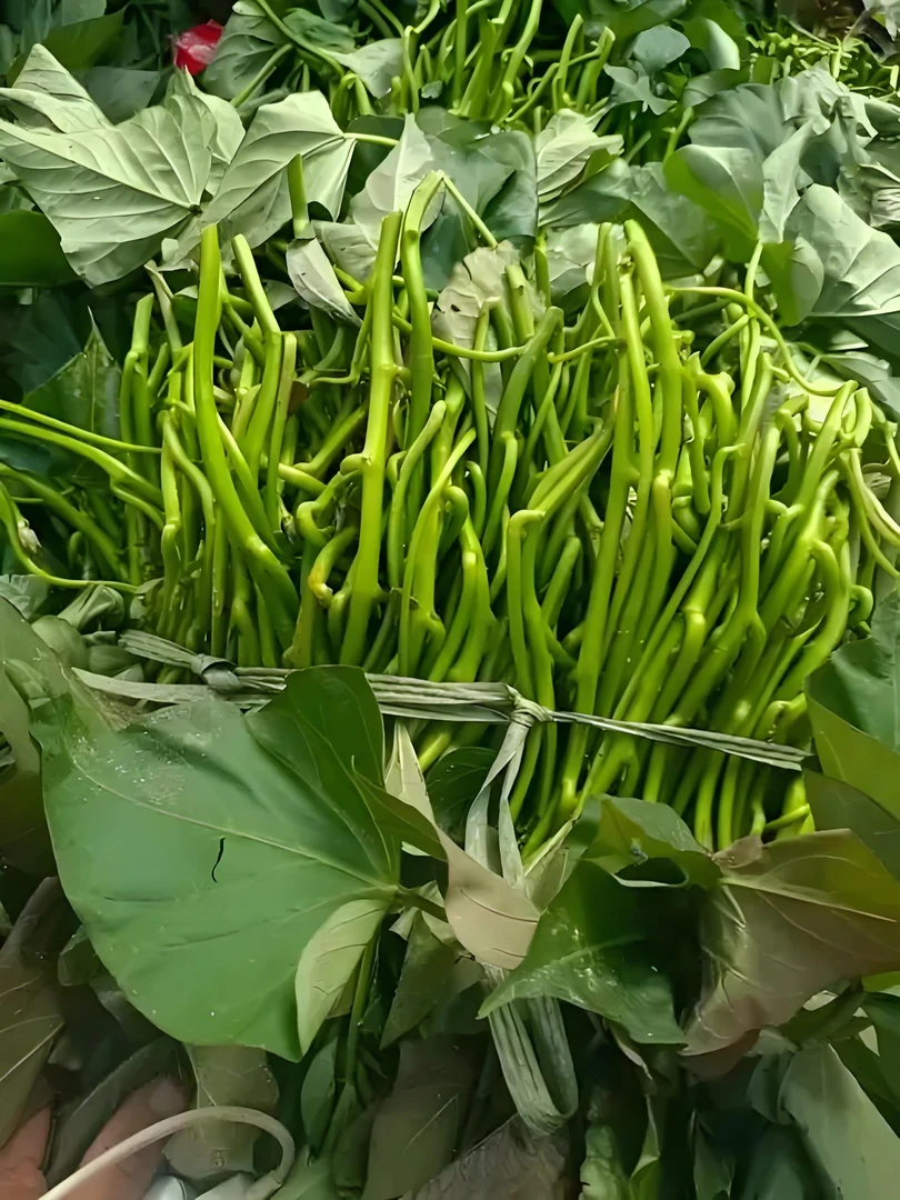 红薯苗粗壮大田苗豫薯王榴莲蜜薯