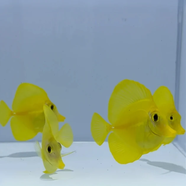 人工黄金吊倒吊科海水观赏鱼爱自然水族
