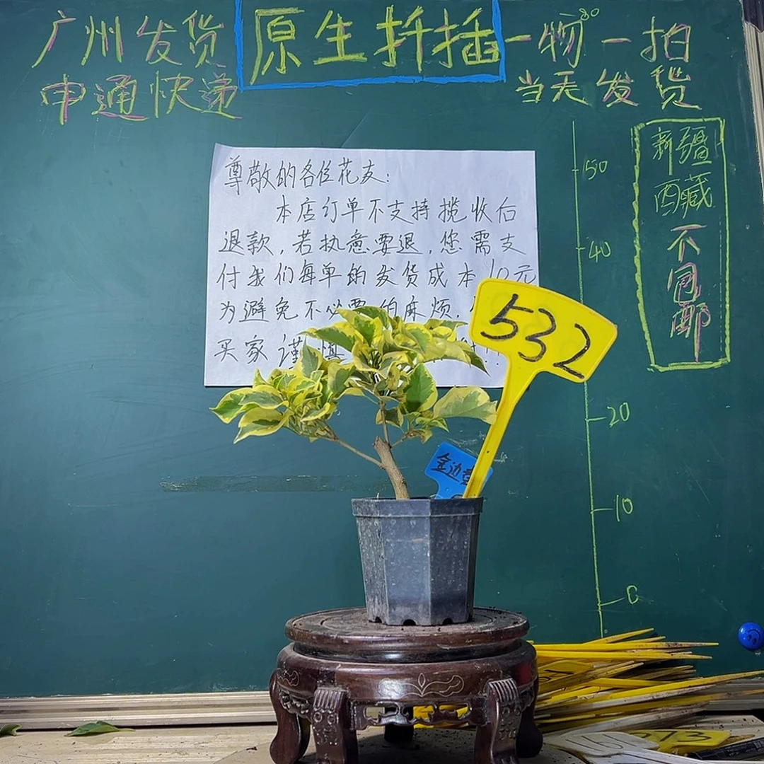 当前无花栽培后可以开花金边黄 大宝532