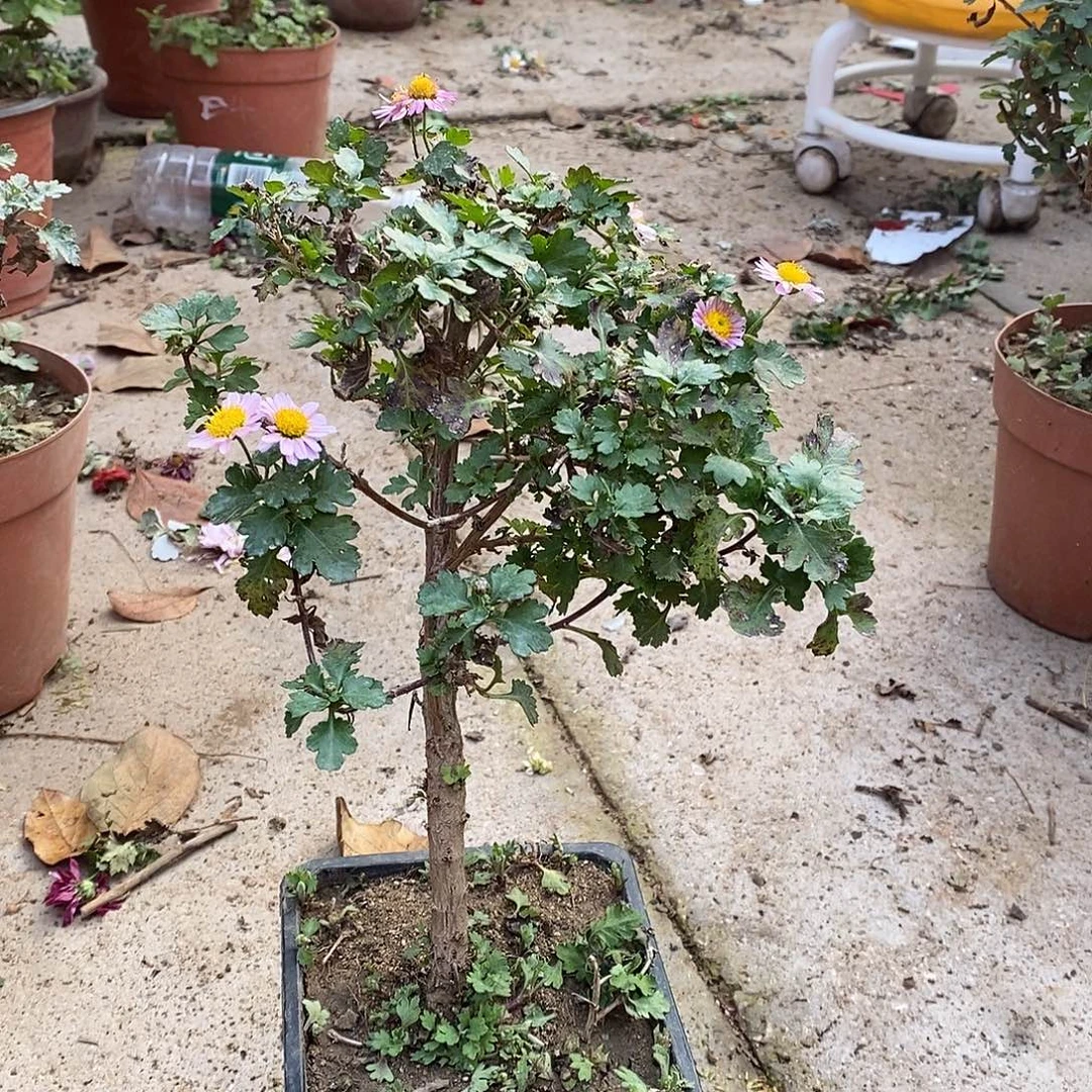 J***妆完全开放菊花菊花