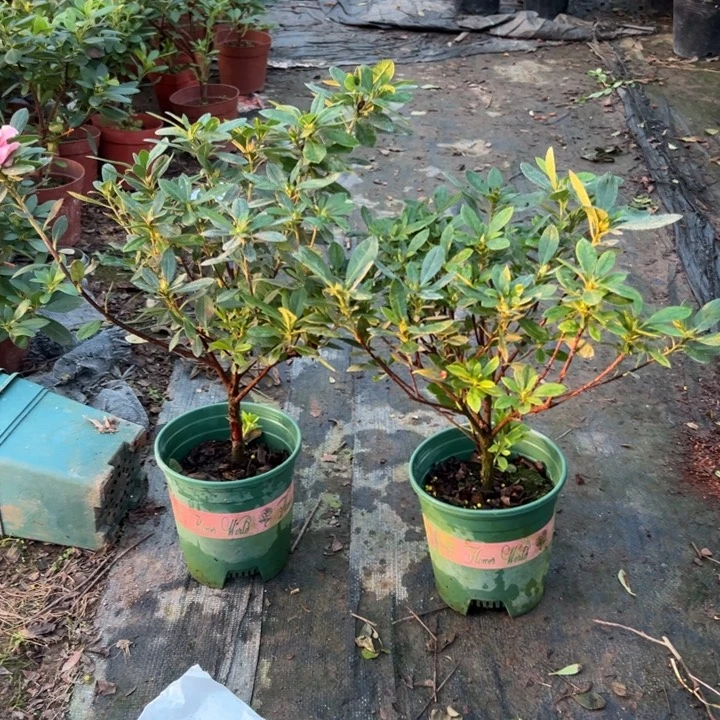 黄***室完全开放两颗桃梅锦