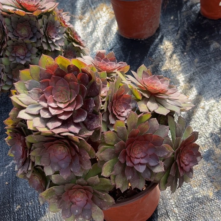 桃花石多肉植物捧花