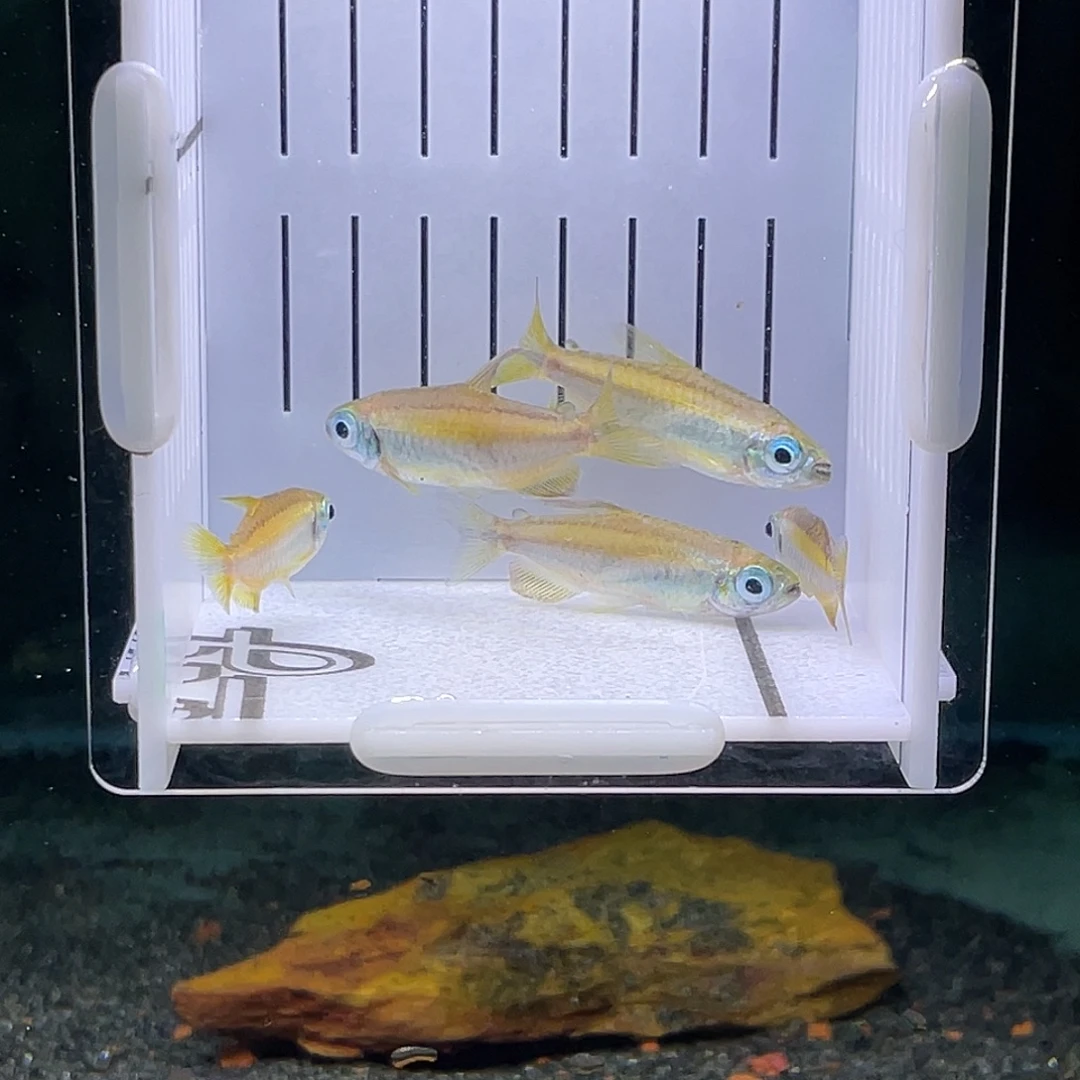鼠鱼刚果二线，偏远勿拍