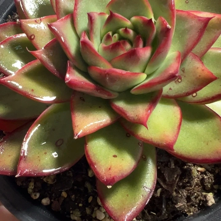吉赛尔多肉植物多肉植物