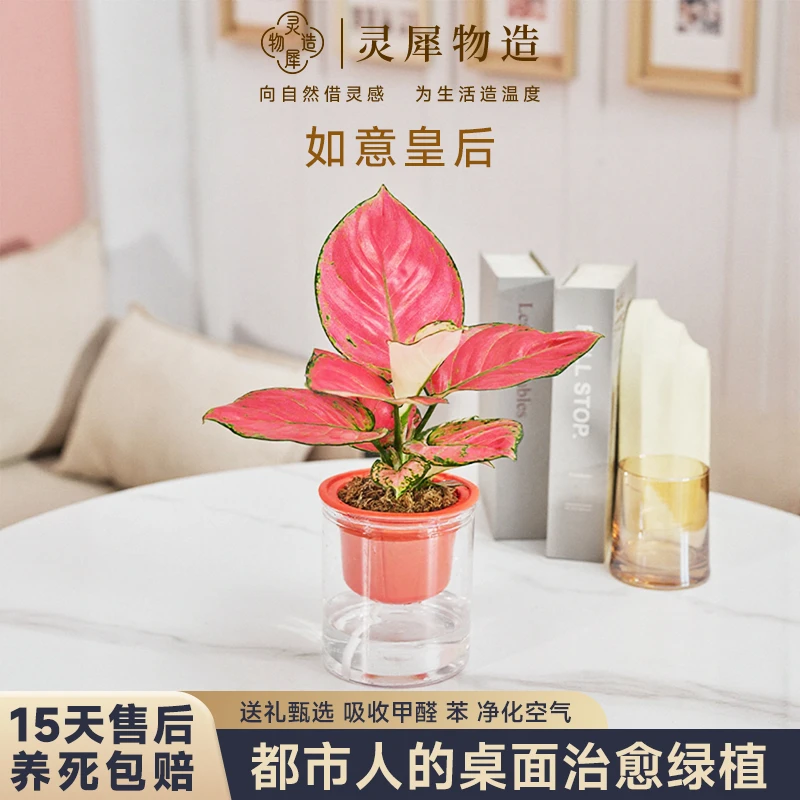 【灵犀物造】如意皇后吉利红颜色美观室内外桌面好养绿植植物盆栽