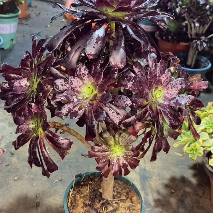 墨法49多肉植物法师法师