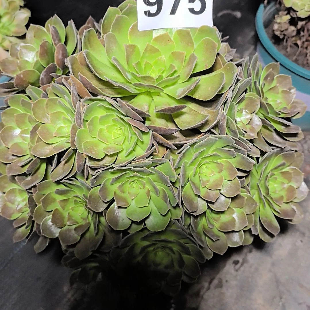 975黑魔花花2-12法师