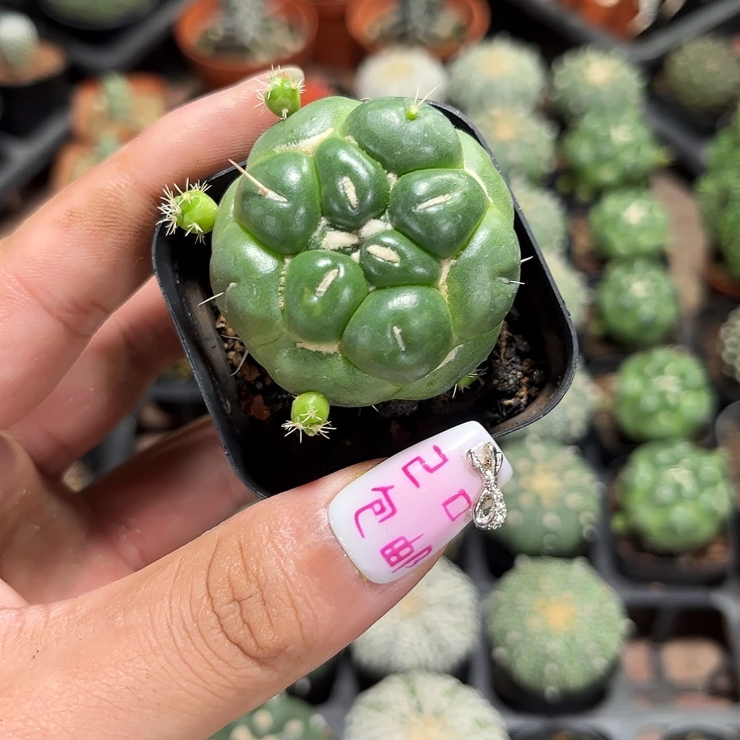 单头蜘蛛眼象牙单头发货有根