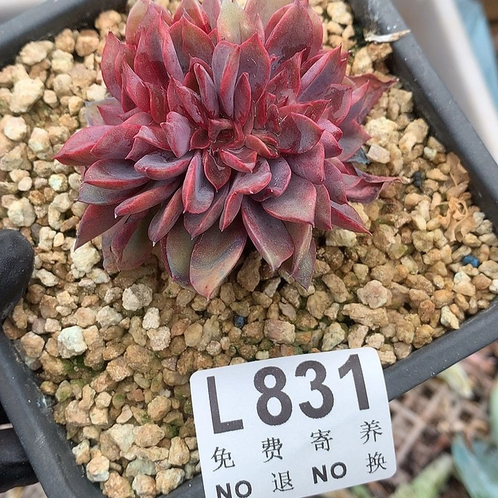 紫气东来缀化 多肉植物9.28号发
