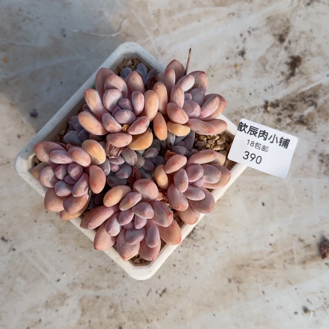 行****兵多肉植物香水老桩390