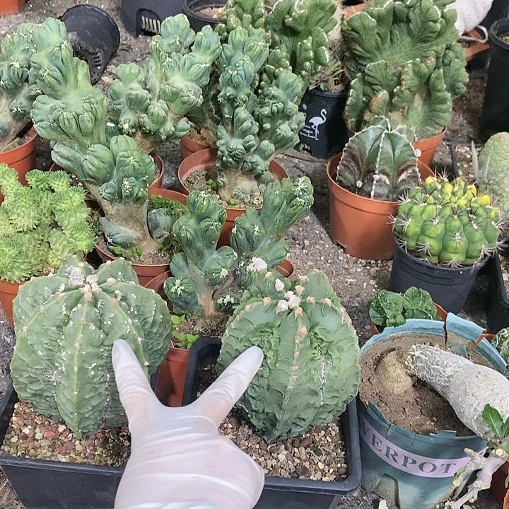 小*宇花花草草花花草草