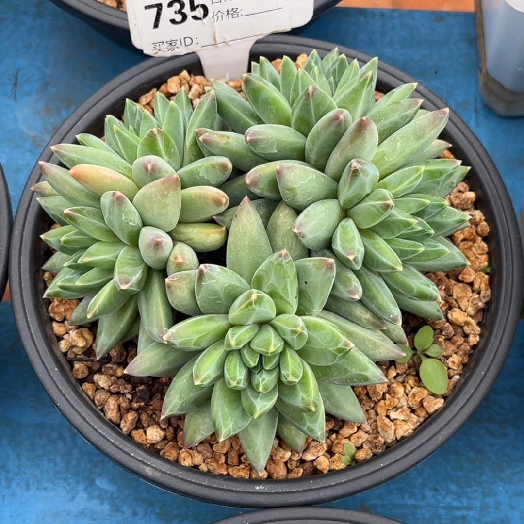 彩翼美人多肉植物735