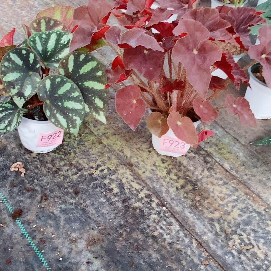 无花朵欣*然鬼灯丸 北越922,923