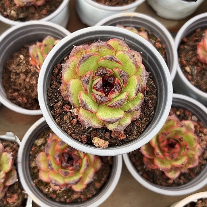 单头      山果珍妮