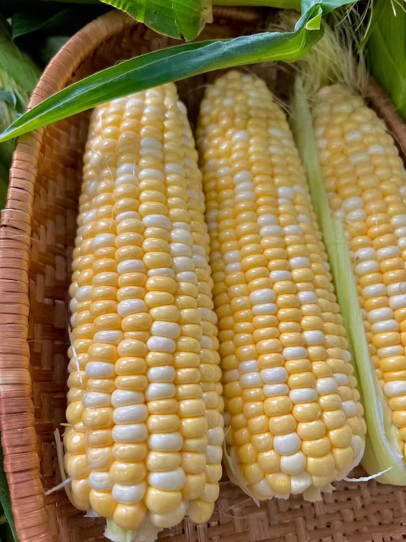 云南高山新鲜水果玉米脆甜玉米棒子水果包谷玉米金银双色玉米