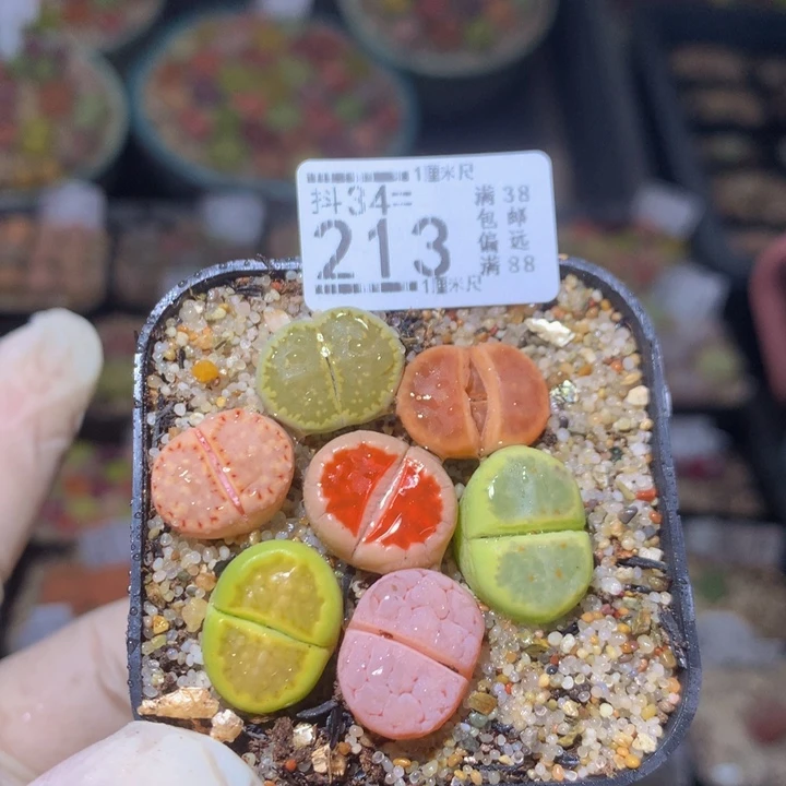 精品生石花34.213