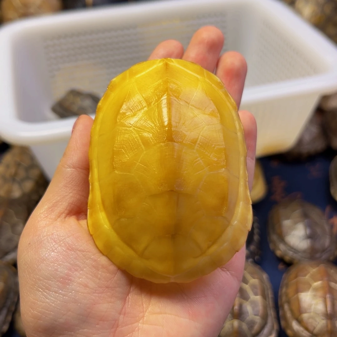 9***7文玩龟壳手把件摆件