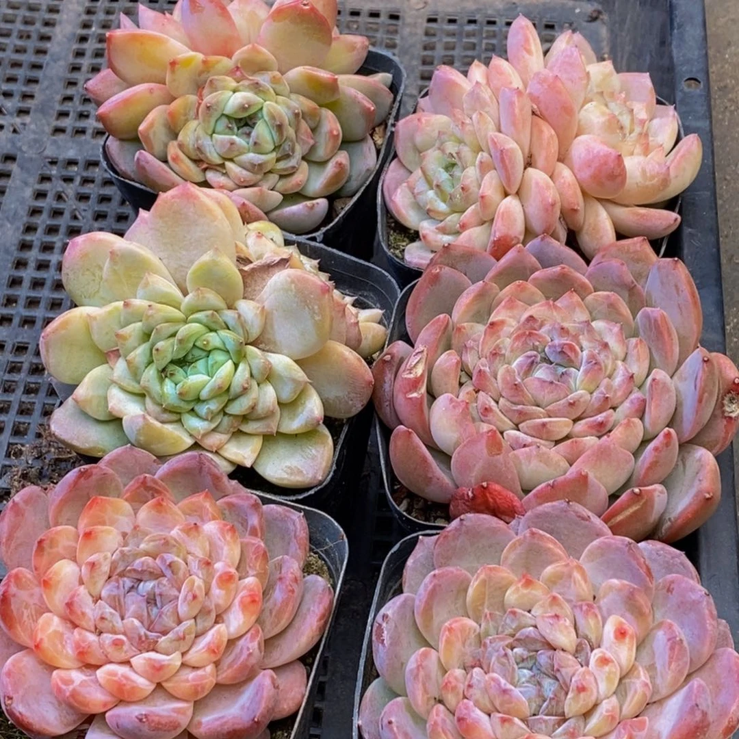 784多肉植物保护研究所所长助理