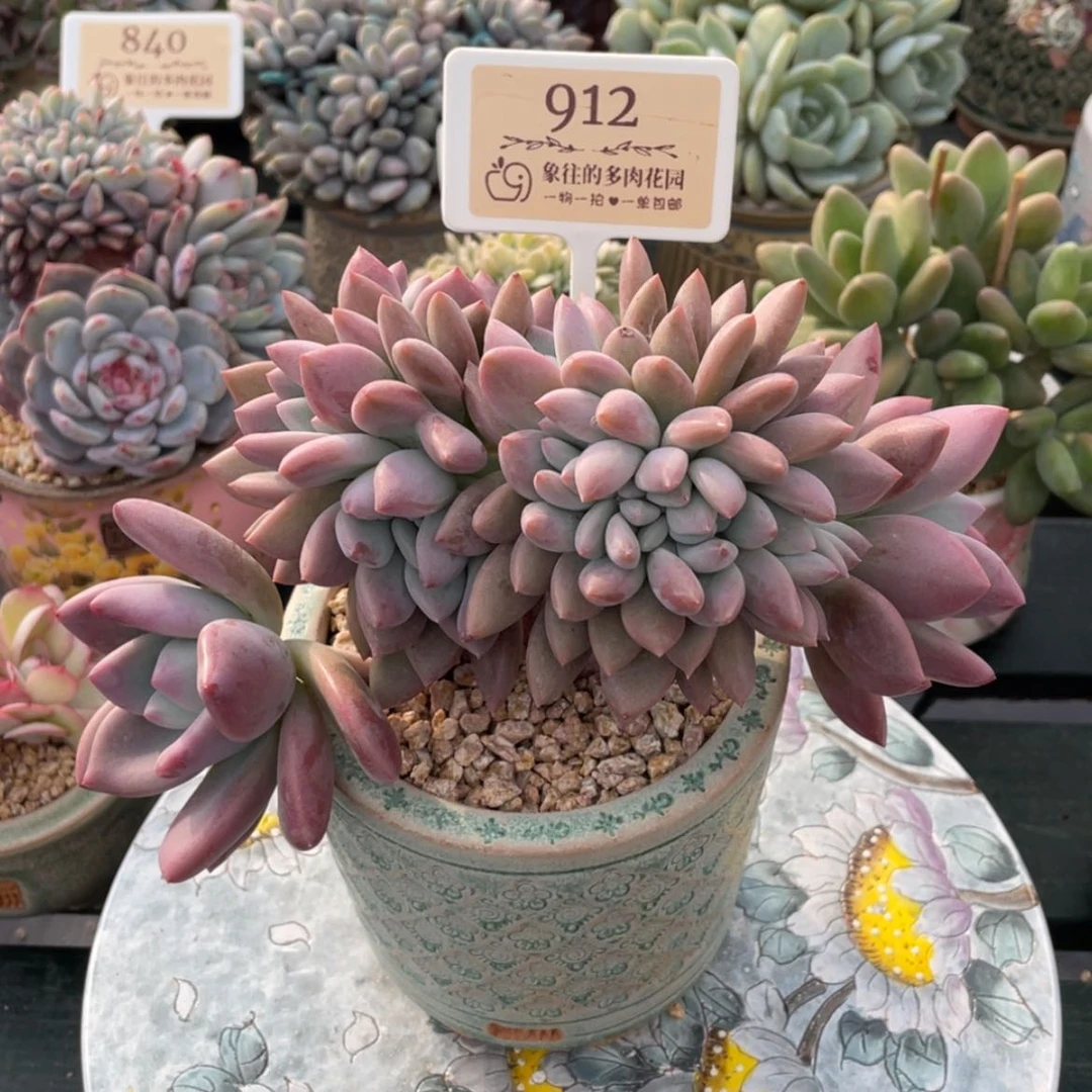 【闪购商品】奥普缀912