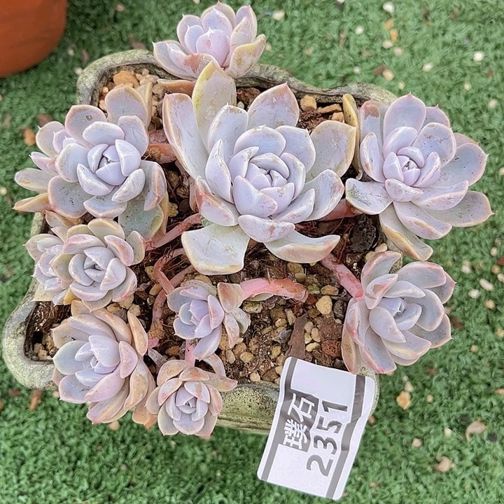 汉堡2351多肉植物
