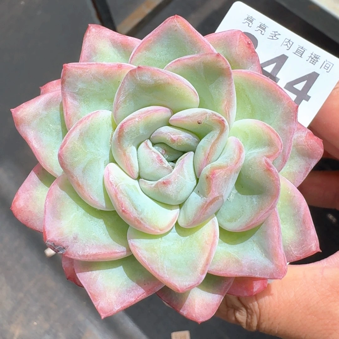 泡芙            精美多肉植物