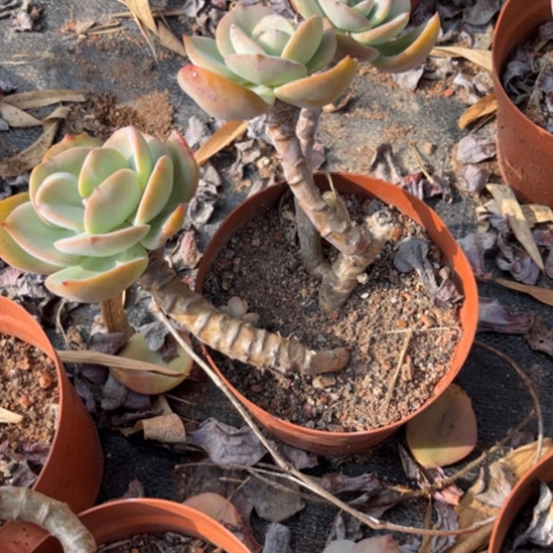 【闪购商品】M****a白凤