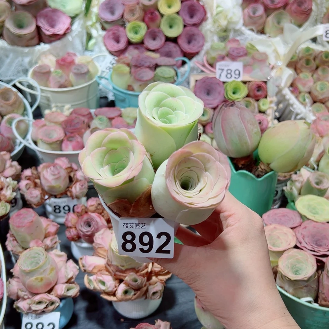 蘇***璇892仙透酒杯三颗三色老桩。    一物一拍