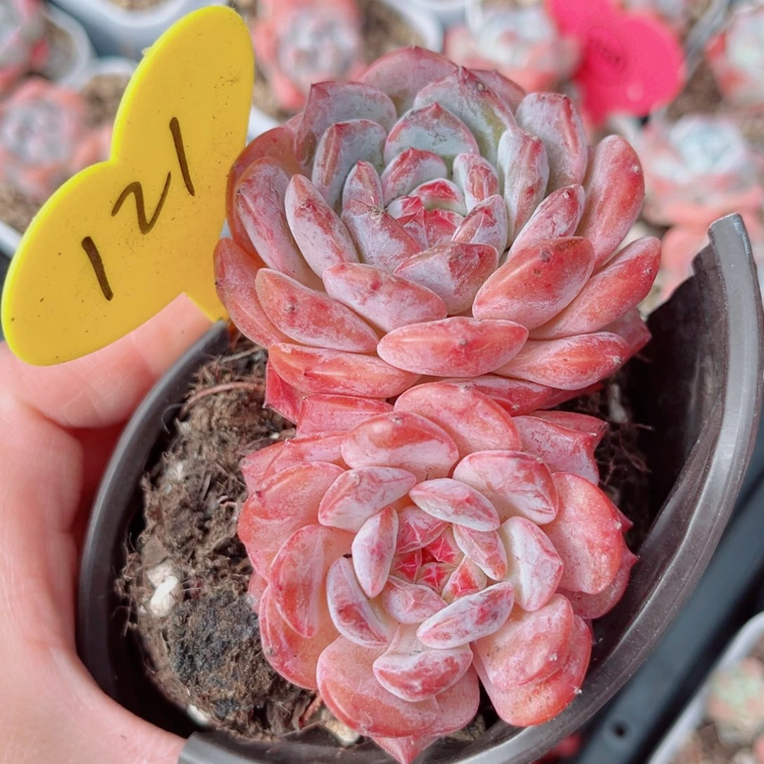 121号老桩糖钻双头