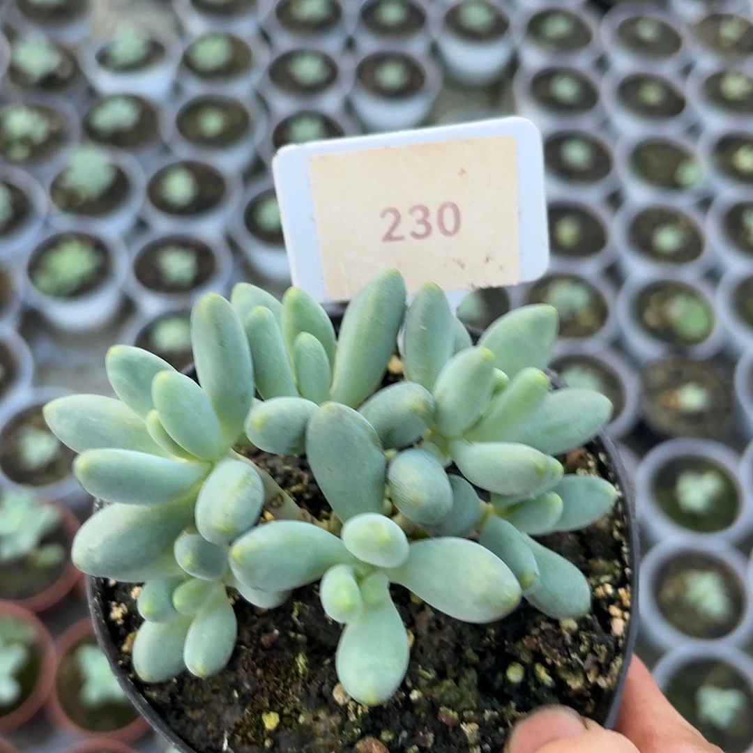 弗奈布123456789101112