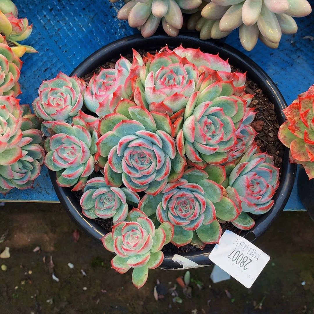 清***梦   侧影多肉28007