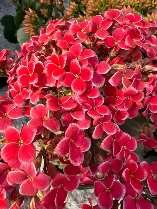 粉岩丁 130盆 一盆3颗 打顶苗 介意勿拍