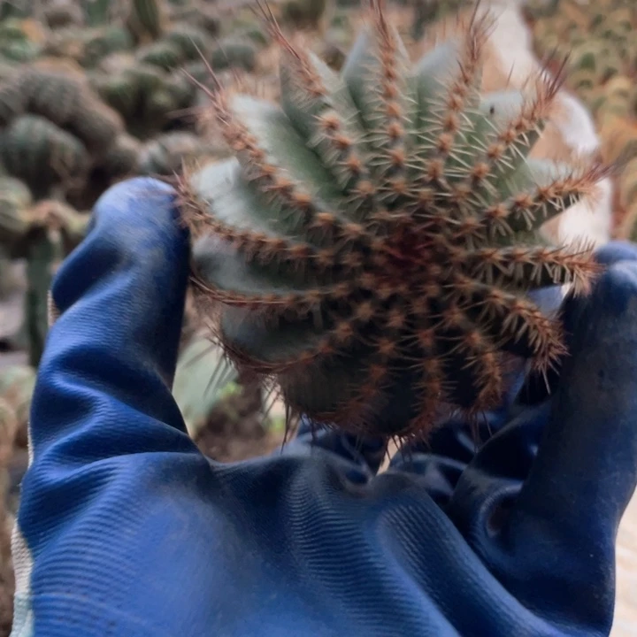 痛***觉丽花38号7公分以上满18包邮