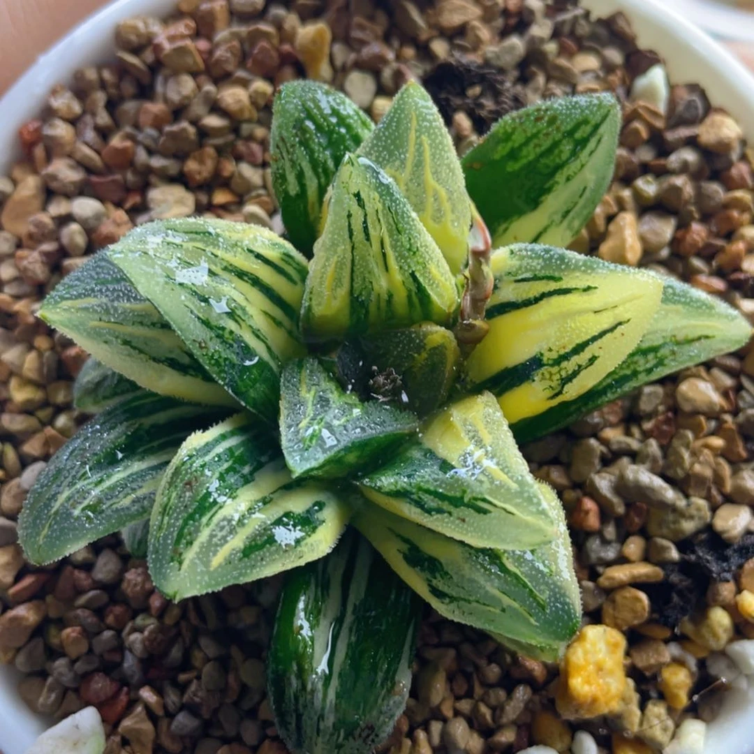 19.十二卷多肉非组毛蟹锦。