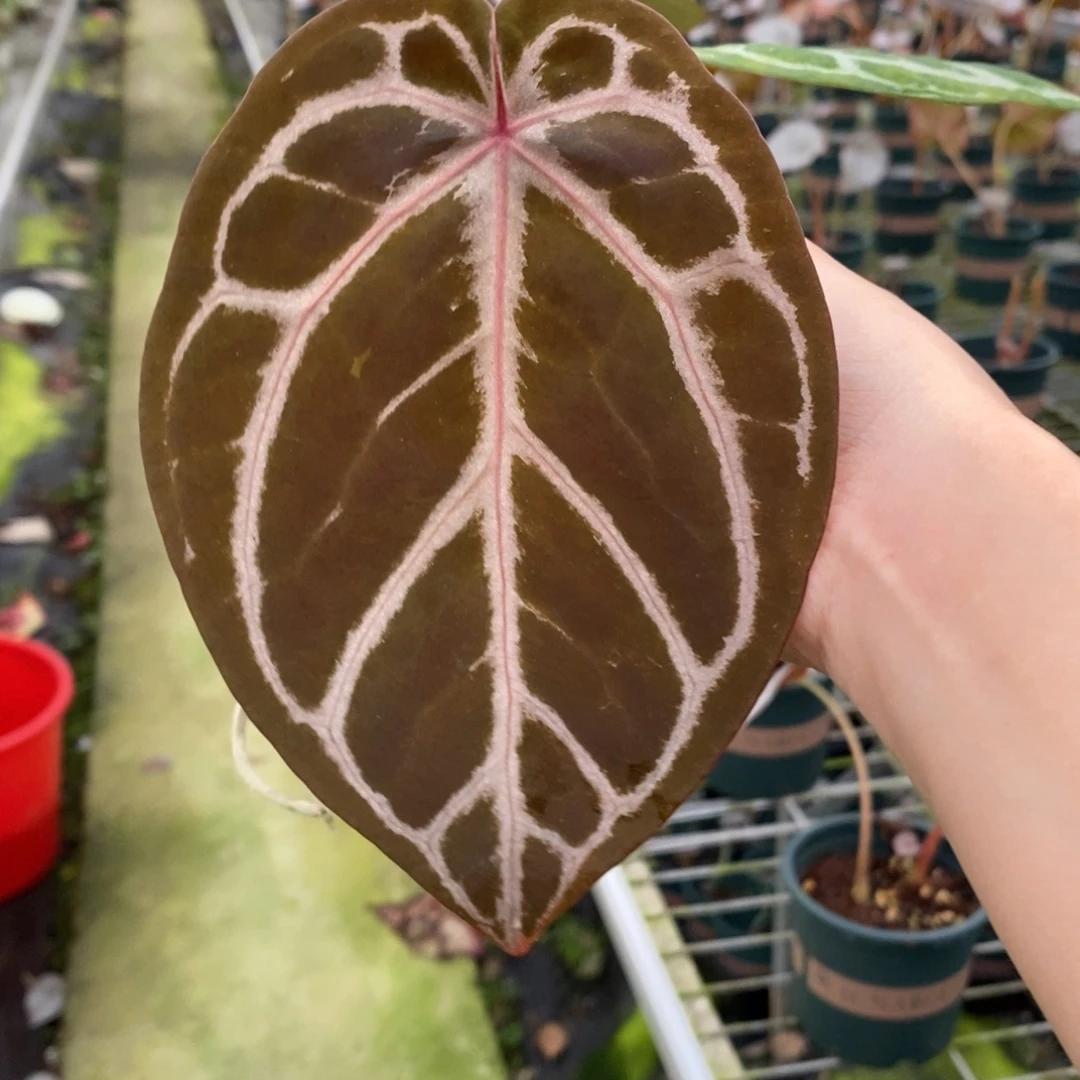 不开花植物23红水晶