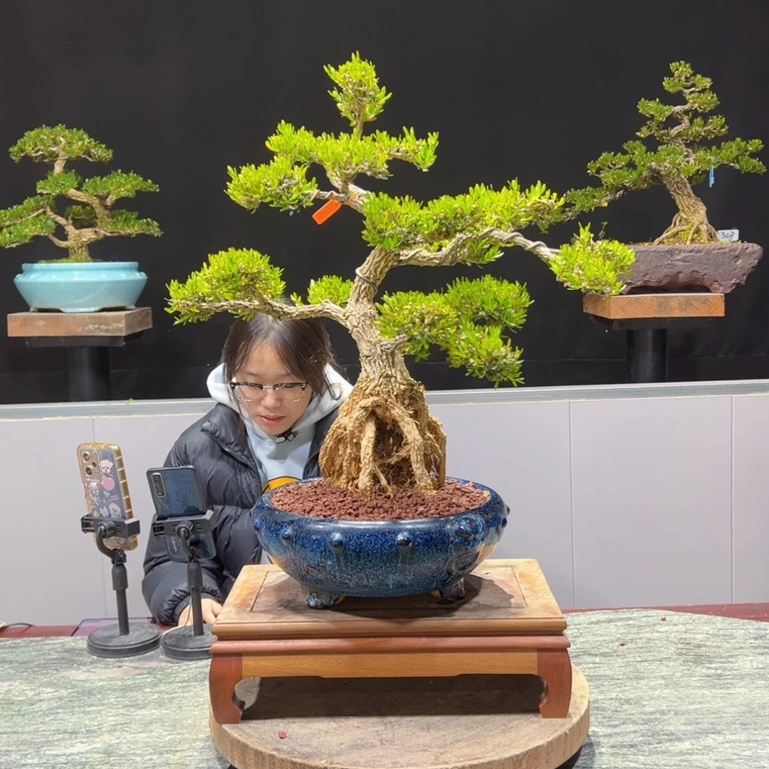 黄杨盆景黄杨盆景雀舌软枝