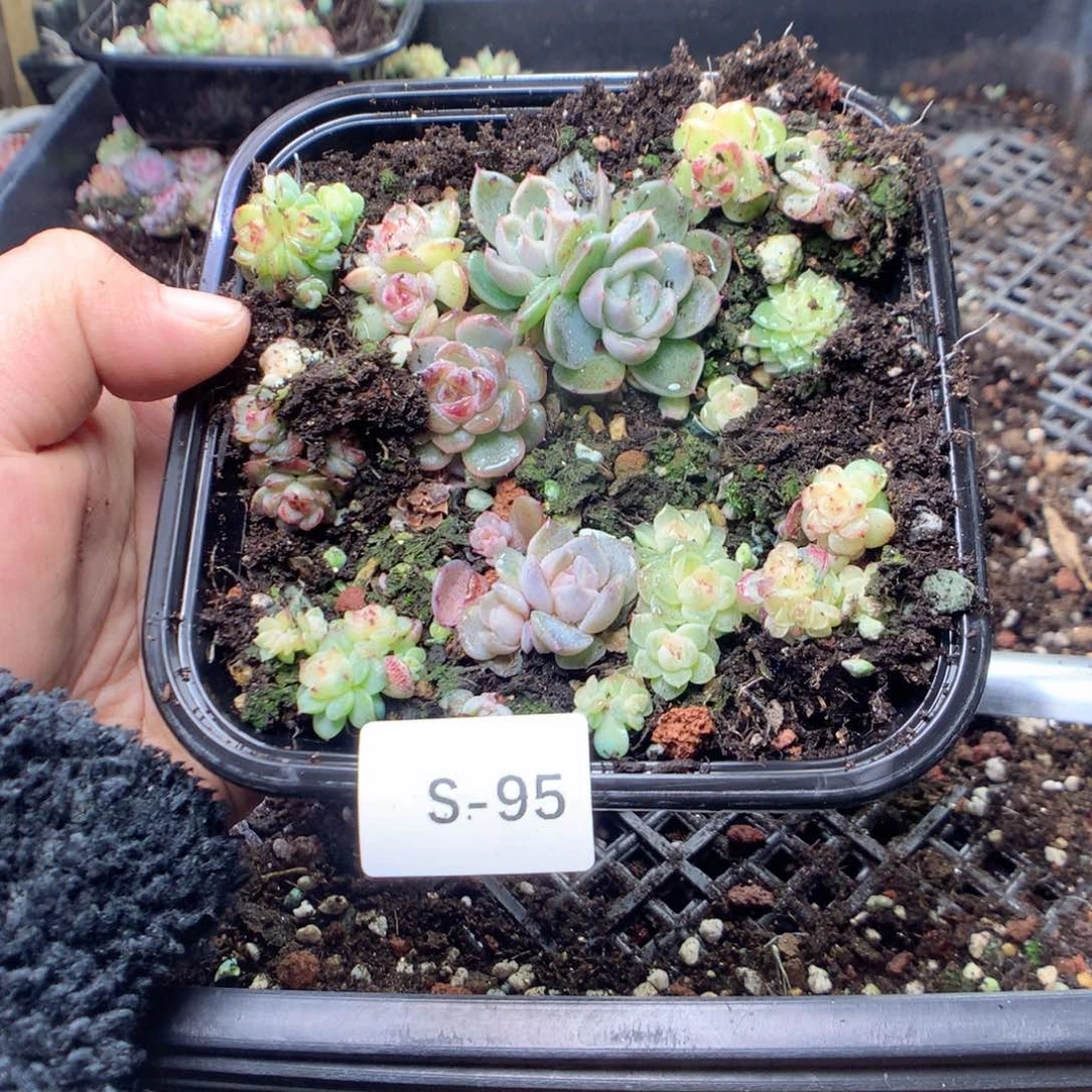 无花朵S95英语英语