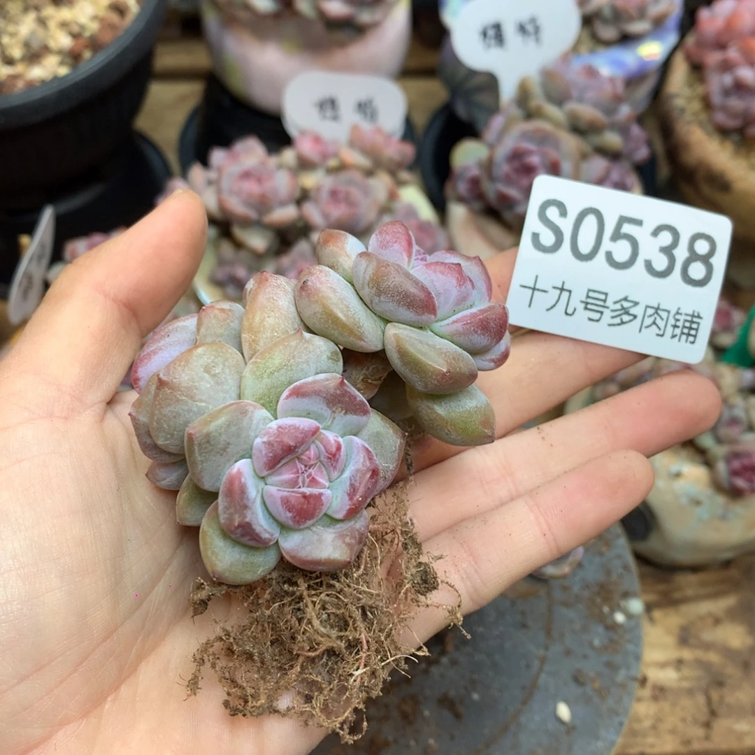 S0538 突尼斯 小树4头 福利