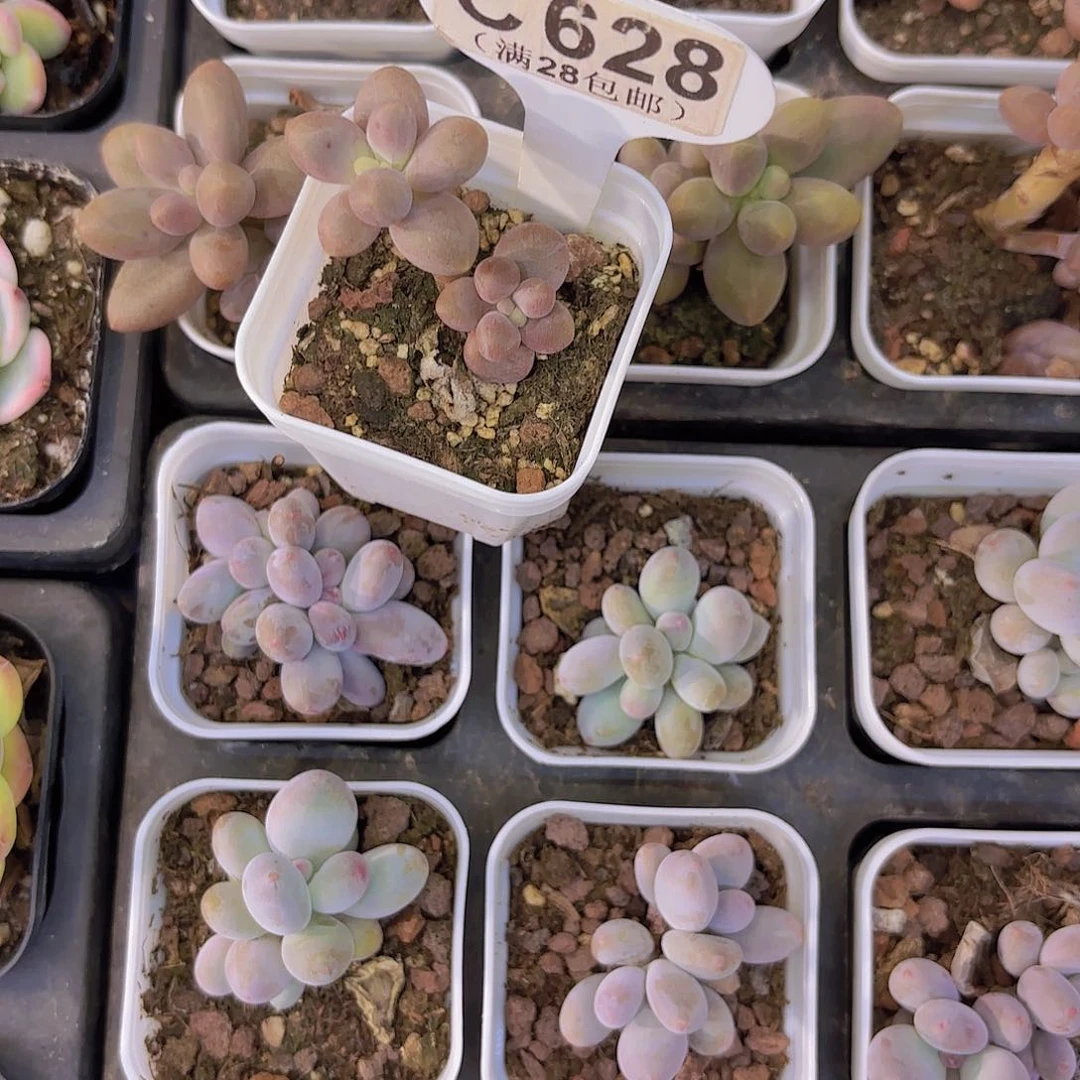 C628糖果美人一物一拍