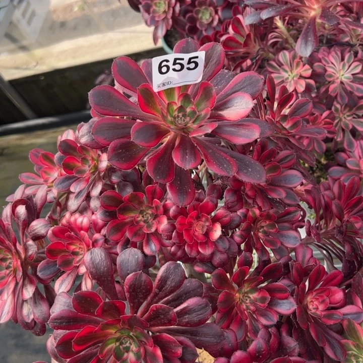 655香奈儿35厘米左右多肉