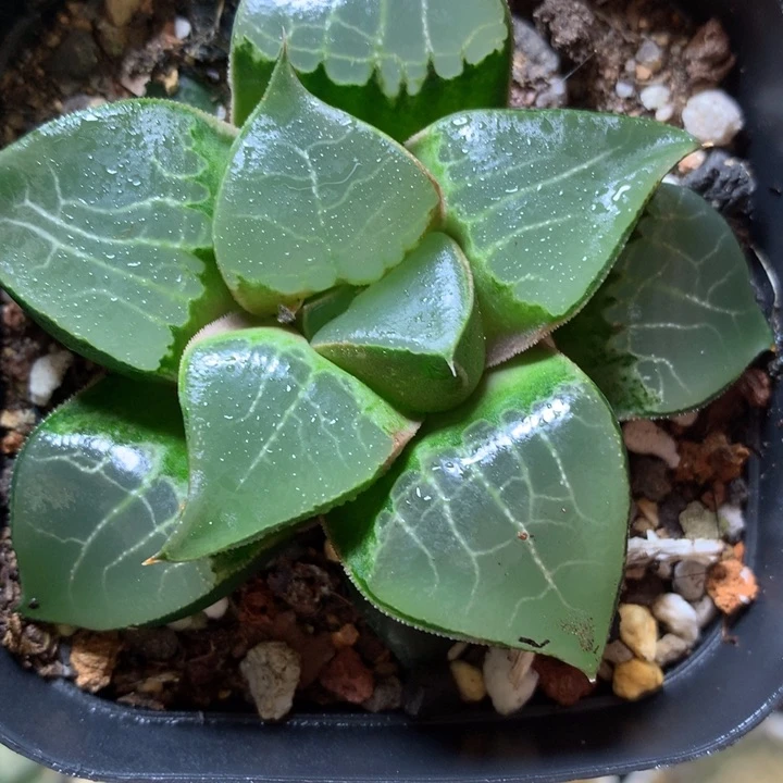 龙禧daiseyutopxinloll