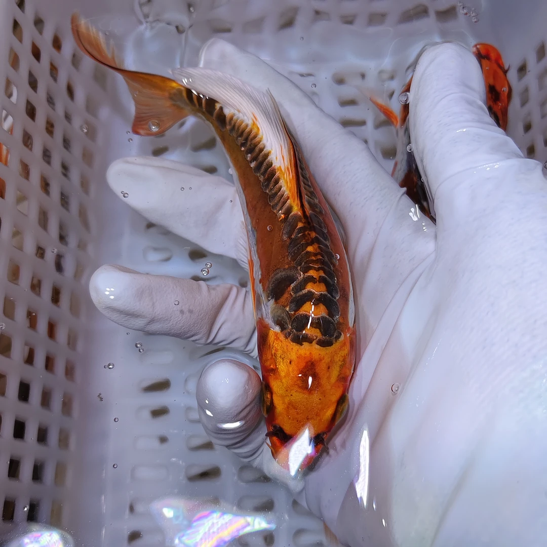 超大锦鲤6尾【德系血统锦鲤混搭】 水族活体冷水观赏鱼