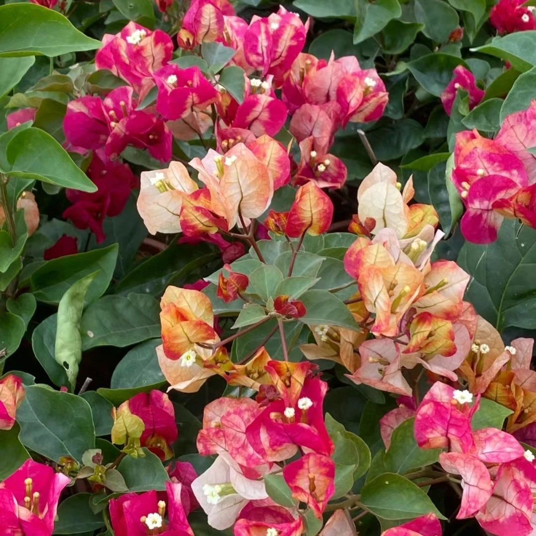 带盆(百变画报)加仑盆发货 包对版精品三角梅 好养不带花 千梅园