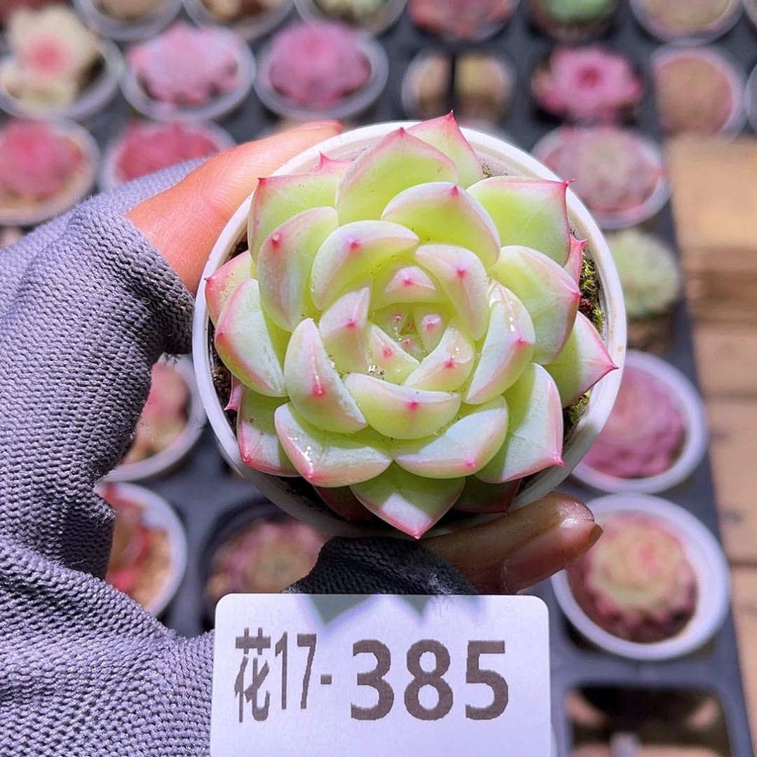 花17-385新品单头