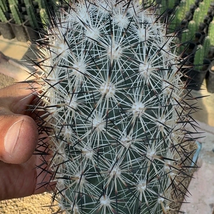 银衣无根66666666