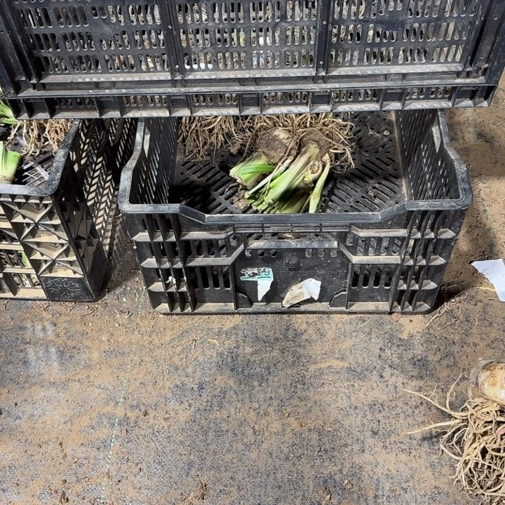 汤姆7+带侧开花球闪购