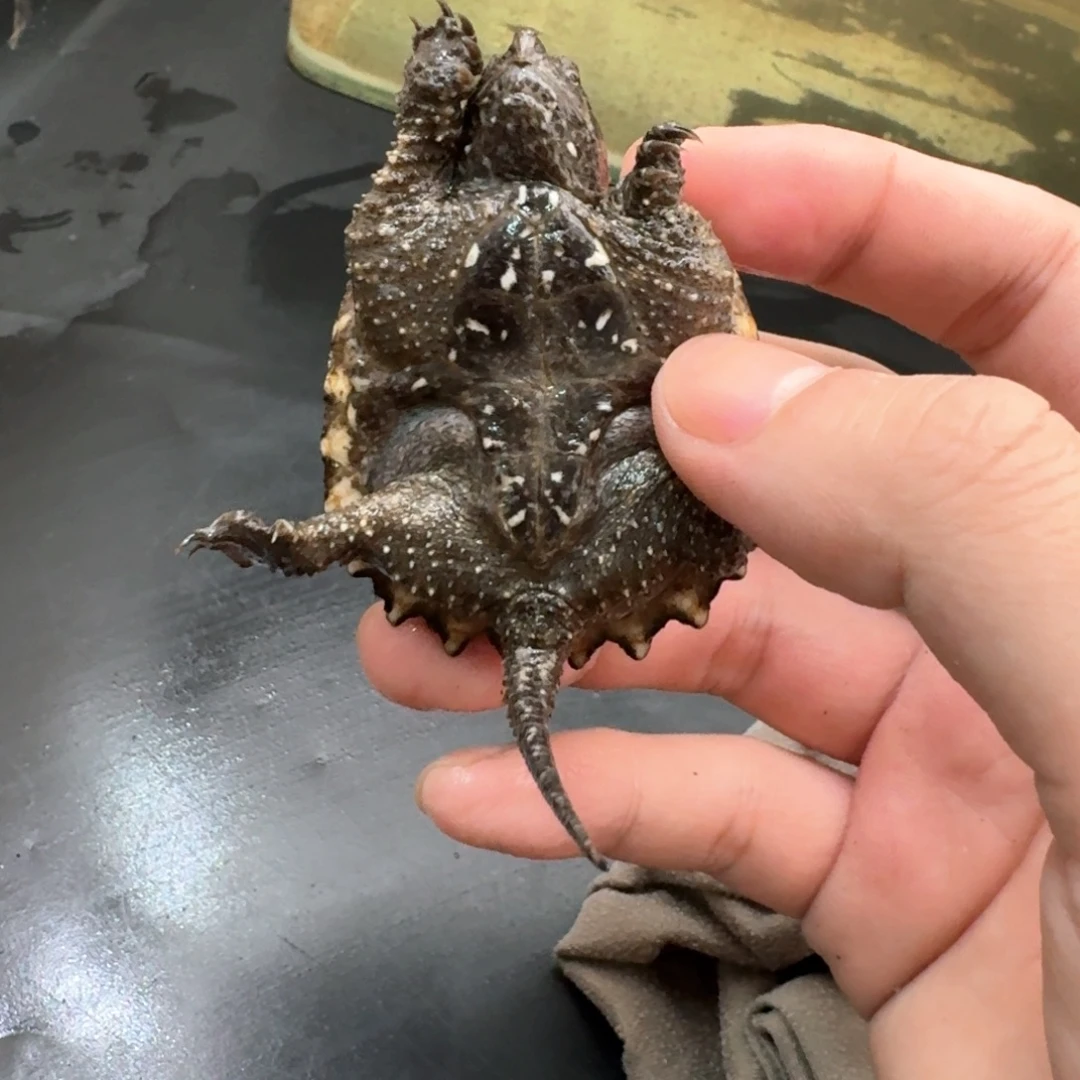 小鳄龟不分公母44