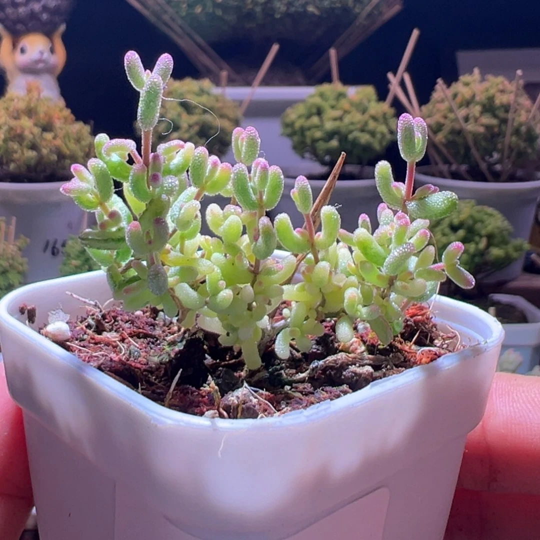 530米粒锦一物一拍带盆土发货