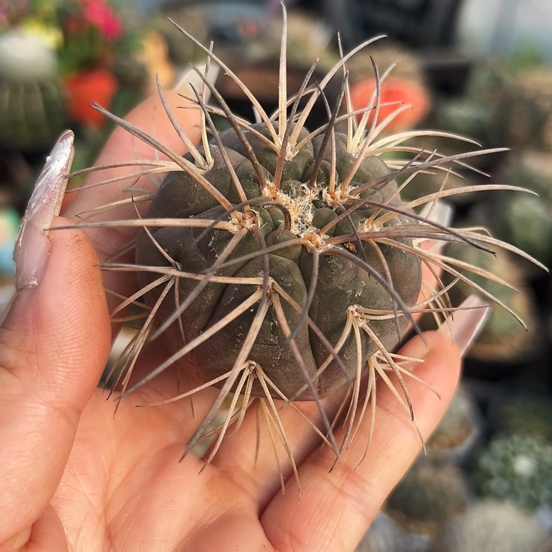 肤刺天平仙人球11111111