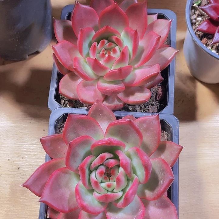 ™️****00000000000000005